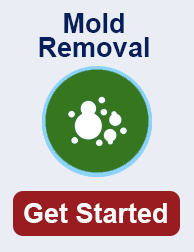 mold remediation in TN